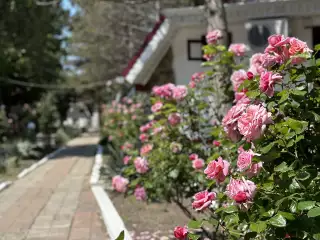 База отдыха «Динамо-2», г. Анапа